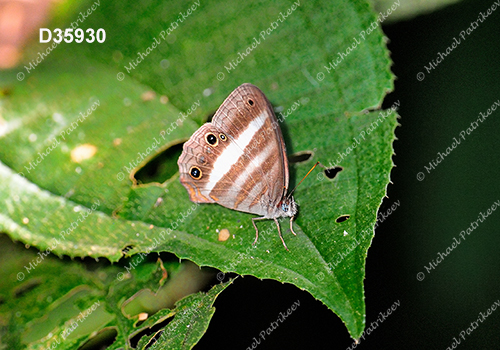 Two-banded Satyr (Pareuptychia ocirrhoe)